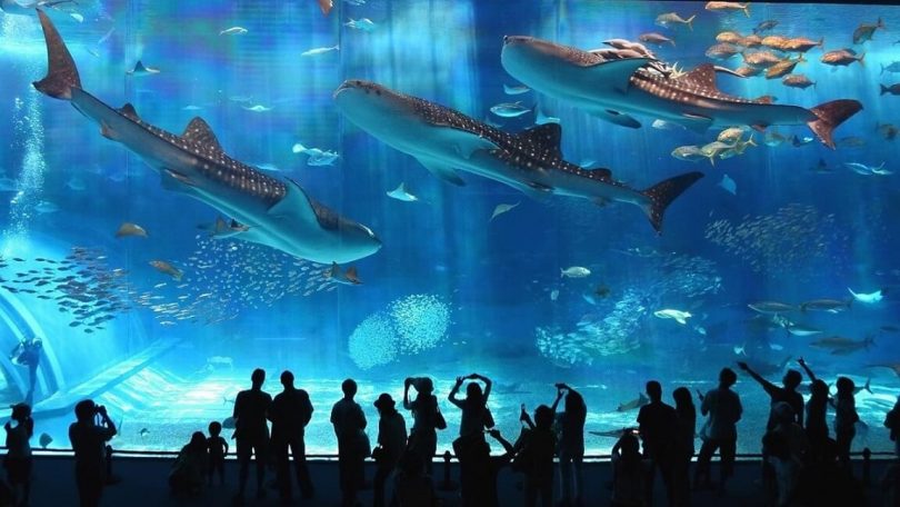 Coex-Aquarium-Tempat-Wisata-Terbaik-di-Seoul-Korea-Selatan-810x456